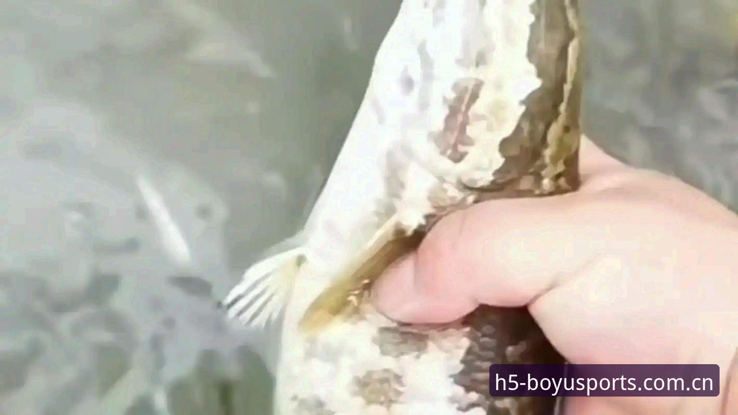 博鱼体育登录地址下载不了怎么办 深度揭秘:博鱼体育登录地址下载不了怎么办?背后真相与解决方案